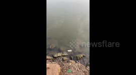 China: Fish with Strange Face in Qiubei