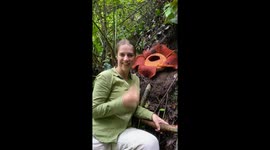 Tourists witness rare giant corpse flower bloom in Indonesian rainforest