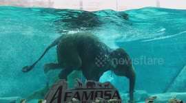 Elephant swims gracefully and dazzles visitors at A'Famosa Safari Malacca