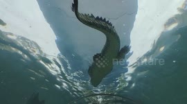 Crocodile swims gracefully across tunnel in aquarium and dazzles zoo-goers