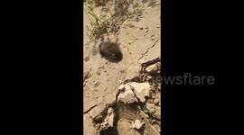 China: Mole Digging