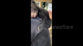 China: A Bear Cub Sleeping Soundly in a Man's Hoodie