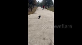 China: A Bear Cub with An Adorable Walking Style