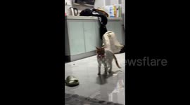 China: A Cat Is Walking Funny After Stealing A Can