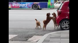 China: The Corgi's Arrival Eased the Tension Between Other Dogs