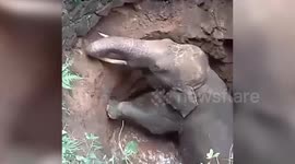 India: Wild elephant rescued from 25-foot-deep well following gruelling 21-hour effort