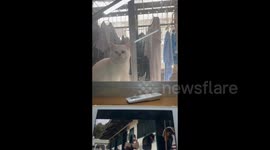 China: Declining A Cat's Invitation to Play