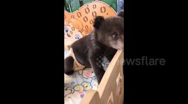 China: A Just-Woken Bear Cub