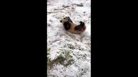 Giant pandas enjoy snowy day