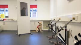 Meet the first dogs in the UK to be trained to sniff out bowel cancer