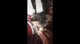 Strange thing, cats eat durian fruit