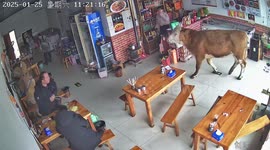 Escaped cow causes chaos as it charges into cafe in China