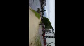A sperm whale stranded on the docks in Rennes (France)