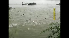 Hundreds of silver carps jump out of lake