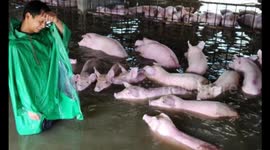 6,000 pigs rescued after tearful farmer thought he had to abandon them