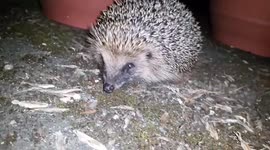 Friendly Hedgehog Night 2