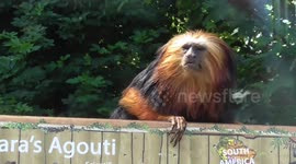 Monkey isn't happy with inaccurate sign in his enclosure