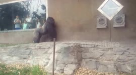 Gorilla Rushes Amandas Window Swatting At It Knowing He Can't Reach