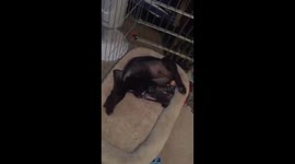 Puppy is extremely flexible