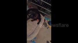 DUPLICATE Flexible puppy