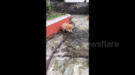 **Cat Persistently Tries to Patch Leaking Water Pipe with Its Paws