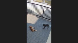 Pet dog curls up with friend to spoon on driveway