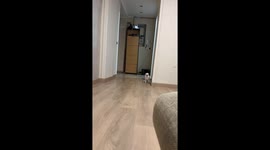 Nothing Slows This Pup Down