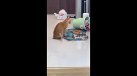 Pet cat panics when she sees poop stuck to her bottom