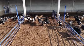 Rising costs overshadow Türkiye's dairy industry