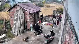 Man squatting given fright as softshell turtle bites his behind