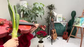 Fry notes! Violin player uses an onion as a bow