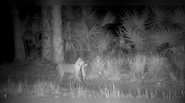US: Camera Trap Captures Rare Footage of Bobcat Hunting Alligator
