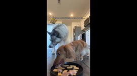 Exclusive: Viral tiktok video shows canine self-control test, one dog resists temptation while the other gives in (1.1M views)
