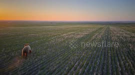 US: Drones Chasing Bears Away from Human Habitats