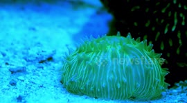 Australia: Free-Living Coral Moves Like a Jellyfish to Chase the Light