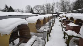 US: Hundreds of Animals Rescued From Horror Fur Farm in Ohio