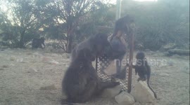Namibia: Wild Baboons Don’t Recognize Themselves in a Mirror, Study Finds