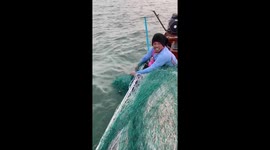 Fisherman and wife release shark ray back into the sea