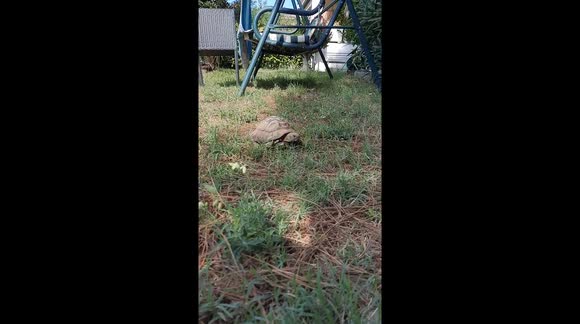 Cute turtle making its way through the sunny backyard in the morning.