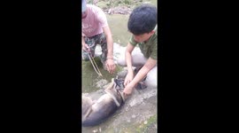 Locals use saw to free dog with metal ring trapped around neck