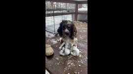 Spaniel Legs Coated In Snowballs