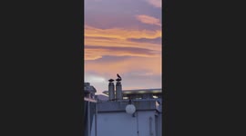 sunset with a dramatic scene of birds