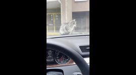 Cat On the Car. The Cats Not Moving