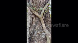 A banyan tree smothers and kills other trees in a National Park in Thailand.