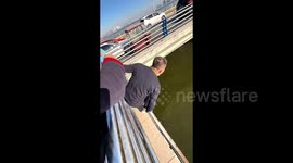 老人落水 公交司机高桥上纵身跳水救人