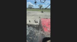 Nightmare Fuel As Spiders Infest Old Tractor