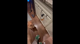 Mom teaches her pups to dance together in a fun routine session