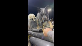 Puppies Steal The Front Seat