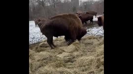 Bison enjoys rolling in fresh hay at Bronx Zoo in New York, USA