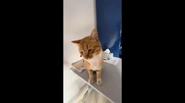 Cat's failed attack tears jacket arm in Rabat video